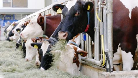 Pour l'EMB et Via Campesina, le système de production européen doit être revu avec des outils de gestion de crise, des prix qui reflètent les coûts de production, et la mise en place de clauses miroirs (©Pixabay) Pour l'EMB et Via Campesina, le système de production européen doit être revu avec des outils de gestion de crise, des prix qui reflètent les coûts de production, et la mise en place de clauses miroirs (©Pixabay)