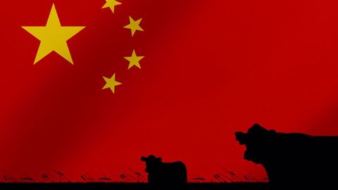 En Chine, la concentration du cheptel laitier s'accélère ces dernières années (©AdobeStock) En Chine, la concentration du cheptel laitier s'accélère ces dernières années (©AdobeStock)