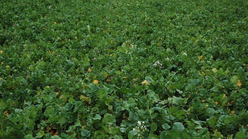 Malgré leurs bonnes valeurs alimentaires, les crucifères peuvent présenter un risque acidogène élevé au pâturage, notamment au stade feuillu. (©Arvalis institut du végétal)