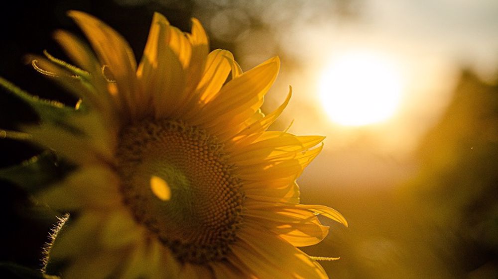 Les cultures françaises risquent de subir un climat sec et chaud au mois d'août. (©Pixabay)