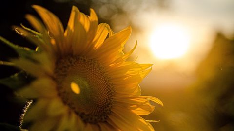 Les cultures françaises risquent de subir un climat sec et chaud au mois d'août. (©Pixabay) Les cultures françaises risquent de subir un climat sec et chaud au mois d'août. (©Pixabay)