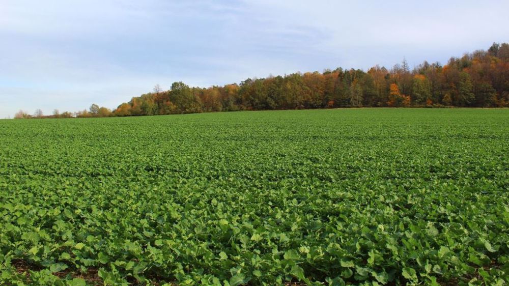 La qualité d'implantation du colza dépend en grande partie de la réussite du semis. (©Image par <a href="https://pixabay.com/fr/users/luk_wro-12383656/?utm_source=link-attribution&utm_medium=referral&utm_campaign=image&utm_content=4562379">Lukasz Tekieli</a> de <a href="https://pixabay.com/fr//?utm_source=link-attribution&utm_medium=referral&utm_campaign=image&utm_content=4562379">Pixabay</a>)