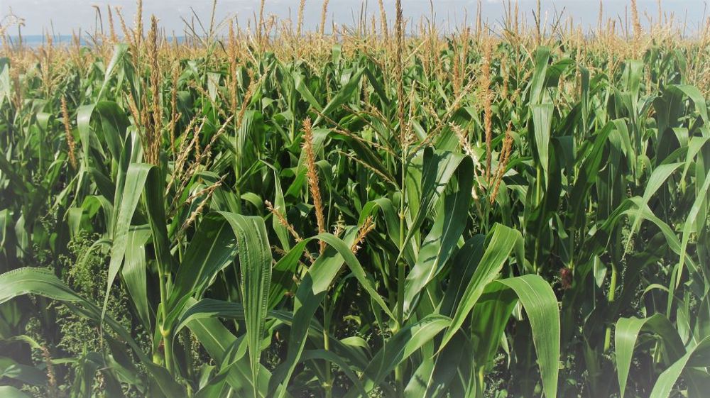 Le maïs a grimpé suite à la publication du dernier rapport USDA (©Pixabay)