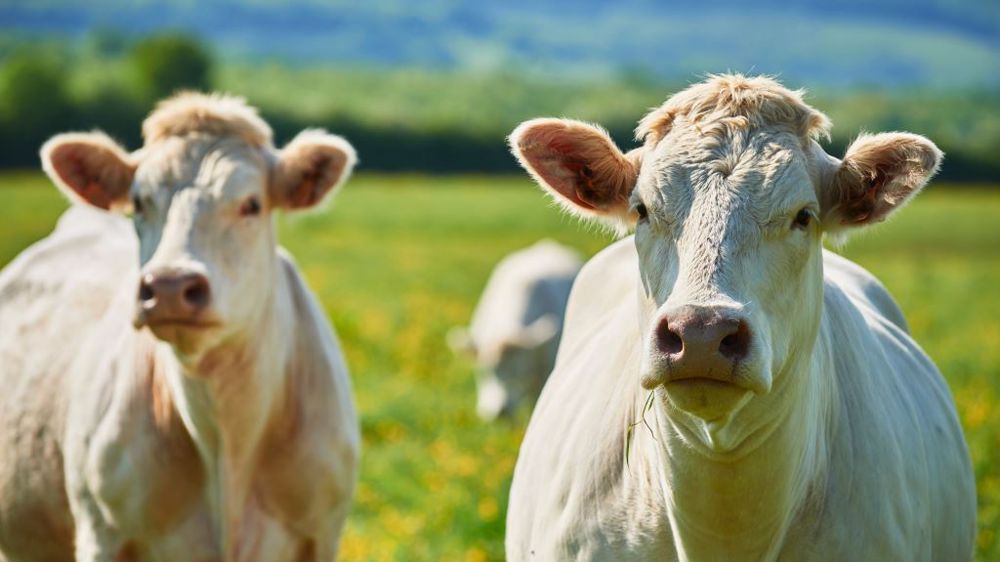 Jusqu’ici, les animaux bio ou sous Signe d’identification de qualité et d’origine ne disposaient pas de cotations dédiées. (©AdobeStock)