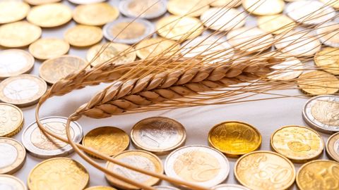 Peu avant 13h30 ce jeudi, le blé Euronext à échéance décembre 2022 dévissait de 11,25 €/t (©AdobeStock) Peu avant 13h30 ce jeudi, le blé Euronext à échéance décembre 2022 dévissait de 11,25 €/t (©AdobeStock)