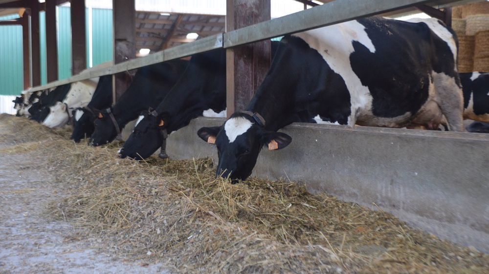 Depuis début juin, Gilles Durlin nourrit intégralement son troupeau avec le fourrage récolté l'année dernière. (©Terre-net Média)