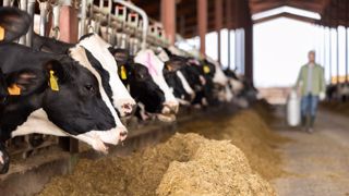 En avril-mai-juin, l'utilisation du blé, de l'orge et du maïs pour l'alimentation animale en France a chuté de 20 % par rapport à l'an dernier (©AdobeStock) En avril-mai-juin, l'utilisation du blé, de l'orge et du maïs pour l'alimentation animale en France a chuté de 20 % par rapport à l'an dernier (©AdobeStock)