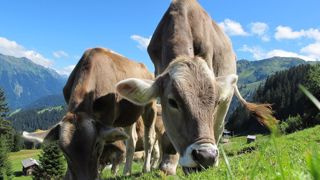 « L'élevage est même essentiel dans les alpages où les terres ne peuvent pas être destinées aux cultures (type de sol, pente, climat etc.). Il permet de valoriser des terres inexploitables pour produire de l'alimentation végétale à destination humaine », explique Serge Zaka. (©Pixabay) « L'élevage est même essentiel dans les alpages où les terres ne peuvent pas être destinées aux cultures (type de sol, pente, climat etc.). Il permet de valoriser des terres inexploitables pour produire de l'alimentation végétale à destination humaine », explique Serge Zaka. (©Pixabay)