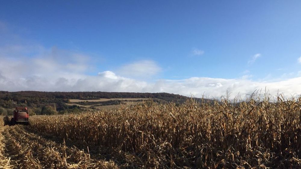 Au 29 août 2022, l'Hexagone comptait 1 % des parcelles de maïs grain récoltées. (©Terre-net Média)