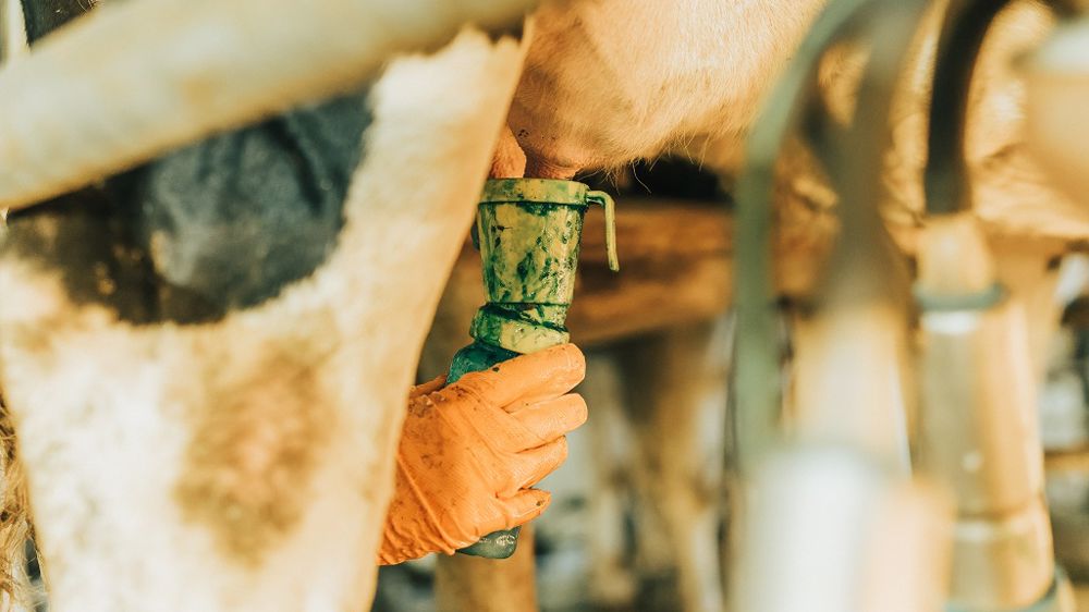 Les frais d'hygiène sont relativement stables d'un élevage à l'autre. Il n'y a pas d'économie d'échelle dans les grands troupeaux. (©Adobe stock) Les frais d'hygiène sont relativement stables d'un élevage à l'autre. Il n'y a pas d'économie d'échelle dans les grands troupeaux. (©Adobe stock)