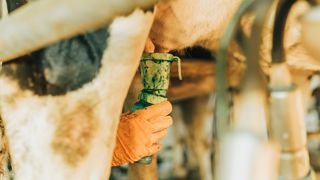 Les frais d'hygiène sont relativement stables d'un élevage à l'autre. Il n'y a pas d'économie d'échelle dans les grands troupeaux. (©Adobe stock) Les frais d'hygiène sont relativement stables d'un élevage à l'autre. Il n'y a pas d'économie d'échelle dans les grands troupeaux. (©Adobe stock)