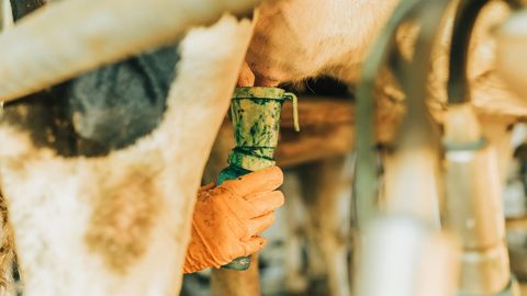 Les frais d'hygiène sont relativement stables d'un élevage à l'autre. Il n'y a pas d'économie d'échelle dans les grands troupeaux. (©Adobe stock) Les frais d'hygiène sont relativement stables d'un élevage à l'autre. Il n'y a pas d'économie d'échelle dans les grands troupeaux. (©Adobe stock)
