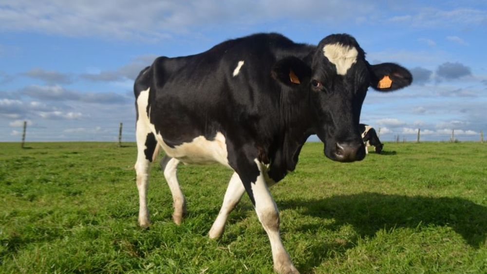 Les éleveurs de ruminants demandent à l'État de tenir ses promesses concernant la réforme de l'assurance. (©Terre-net Média)