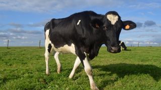 Les éleveurs de ruminants demandent à l'État de tenir ses promesses concernant la réforme de l'assurance. (©Terre-net Média) Les éleveurs de ruminants demandent à l'État de tenir ses promesses concernant la réforme de l'assurance. (©Terre-net Média)