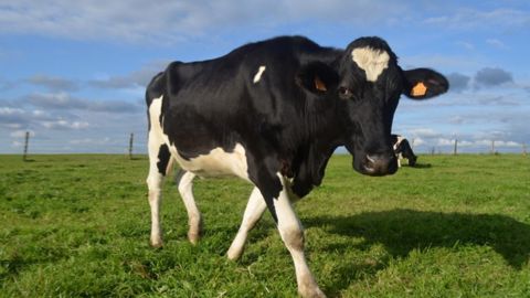 Les éleveurs de ruminants demandent à l'État de tenir ses promesses concernant la réforme de l'assurance. (©Terre-net Média) Les éleveurs de ruminants demandent à l'État de tenir ses promesses concernant la réforme de l'assurance. (©Terre-net Média)