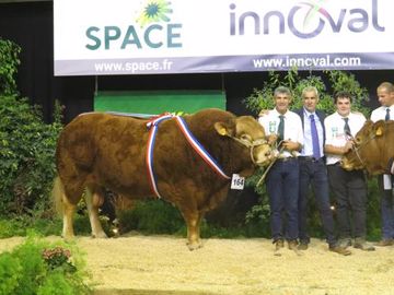 Nobel, champion mâle limousin au Space