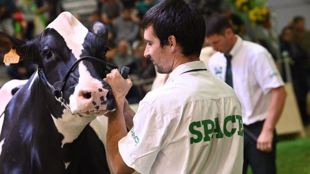 Retrouvez les palmarès et les replays des concours bovins du Space sur Web-agri. (©Space)