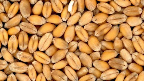 Le stock stratégique de blé égyptien est actuellement suffisant pour couvrir sept mois de consommation. (©Pixabay)