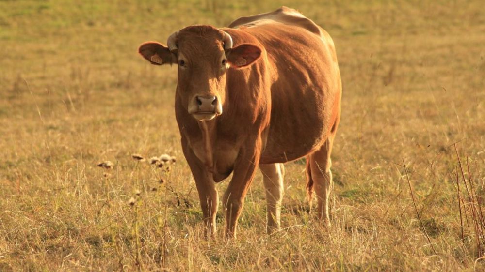 Les vaches au pâturage sortent souvent de leur zone de confort thermique l'été. (©Image par <a href="https://pixabay.com/fr/users/mandyme27-3747077/?utm_source=link-attribution&utm_medium=referral&utm_campaign=image&utm_content=2071551">Mandyme27</a> de <a href="https://pixabay.com/fr//?utm_source=link-attribution&utm_medium=referral&utm_campaign=image&utm_content=2071551">Pixabay</a>)