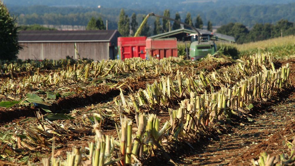 Retrouvez les estimations de rendements en maïs fourrage pour la récolte 2022, département par département.  (©Terre-net Média)