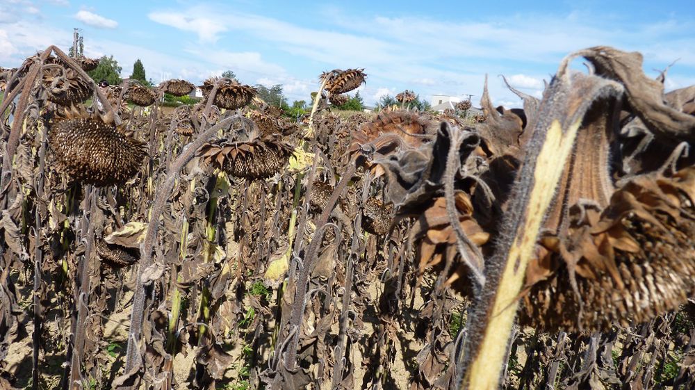 Terres Inovia et Terres Univia dressent le bilan de la récolte de tournesol 2022. (©Terre-net Média)