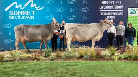 BSF Germany grande championne du concours Brune BSF Germany grande championne du concours Brune
