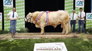 Poète, grand champion du concours national Charolais Poète, grand champion du concours national Charolais