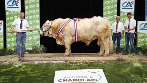 Poète, grand champion du concours national Charolais Poète, grand champion du concours national Charolais