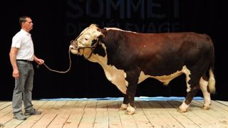 Retrouvez le replay du concours Hereford Retrouvez le replay du concours Hereford