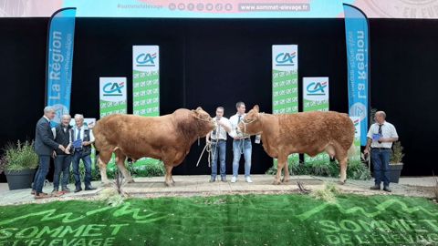 Nimoise (Gaec Camus) et Popeye (P. Deshoulières) champions du concours Limousine Nimoise (Gaec Camus) et Popeye (P. Deshoulières) champions du concours Limousine