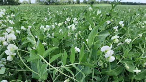 Le pois est moins riche en protéines. Comptez 2,6 kg de pois pour 1 kg de soja. (©@adri_montef) Le pois est moins riche en protéines. Comptez 2,6 kg de pois pour 1 kg de soja. (©@adri_montef)