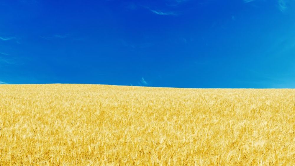 Les hostilités en Ukraine n'ont permis aux agriculteurs de ne récolter que 4,7 Mha de blé, sur plus de 6 Mha ensemencés. (©AdobeStock)
