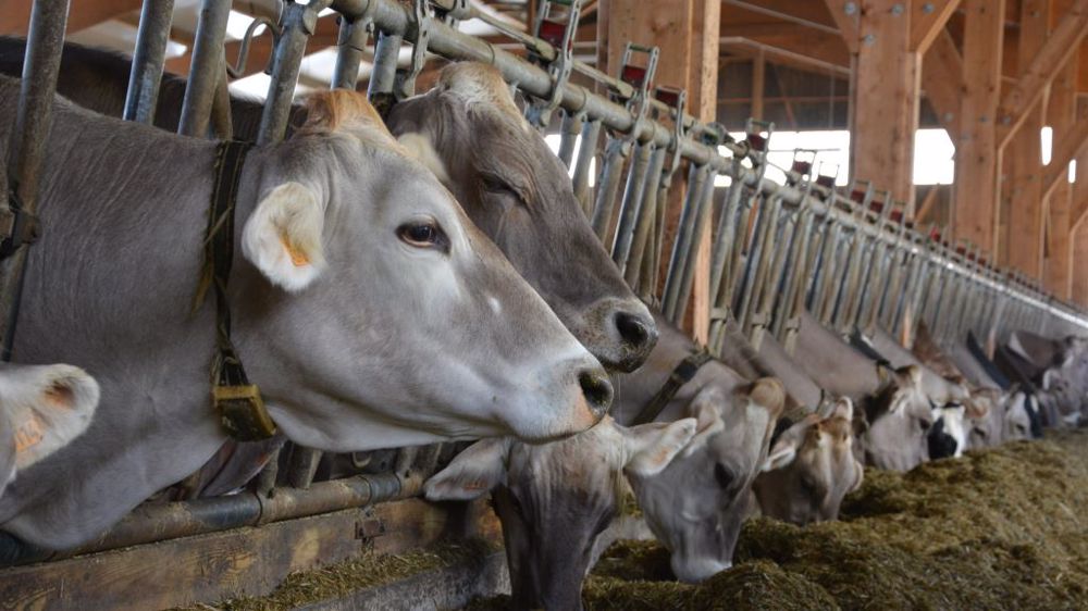 La décapitalisation du cheptel bovin contribue à la baisse observée dans la production d'aliments, baisse qui devrait atteindre 1,2 Mt pour l'année 2022. (©Terre-net Média)