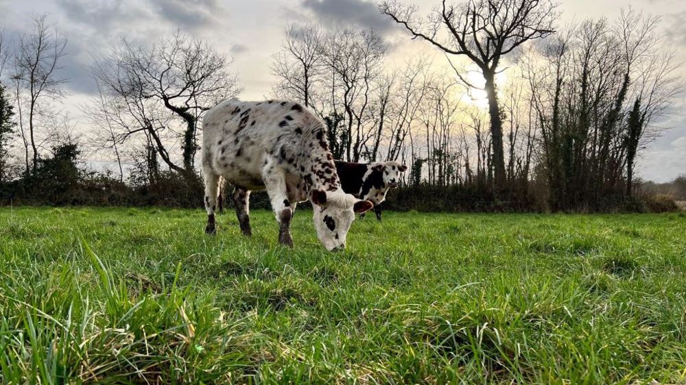 Le test de pâturage hivernal pour les bovins en croissance est positif pour les trois fermes. (©La Blanche Maison)