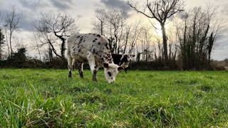 Le test de pâturage hivernal pour les bovins en croissance est positif pour les trois fermes. (©La Blanche Maison) Le test de pâturage hivernal pour les bovins en croissance est positif pour les trois fermes. (©La Blanche Maison)