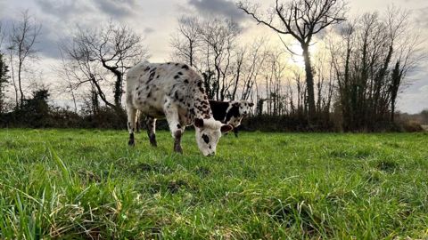 Le test de pâturage hivernal pour les bovins en croissance est positif pour les trois fermes. (©La Blanche Maison)
