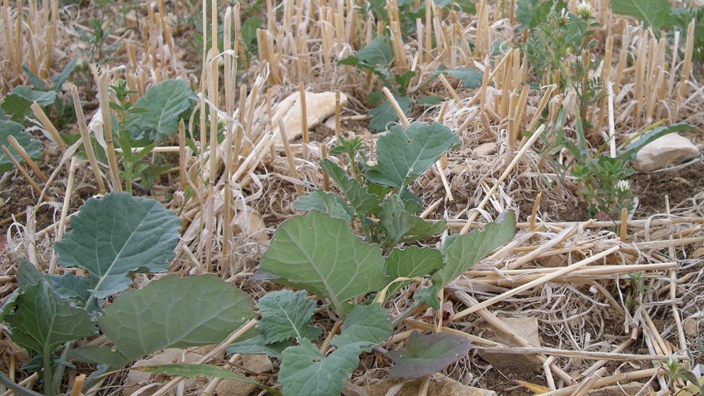 De 1 à plus de 10 feuilles, les stades des colzas restent très variés en fonction des secteurs et surtout des précipitations reçues... (©Terre-net Média)