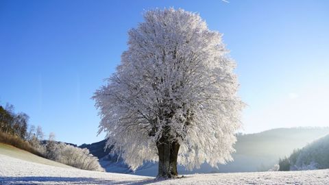 Des gelées fréquentes et parfois fortes sont probables en décembre. (©Pixabay) Des gelées fréquentes et parfois fortes sont probables en décembre. (©Pixabay)