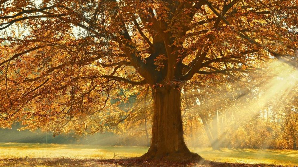 Cette semaine, des records de températures pourraient être battus. (©Pixabay)