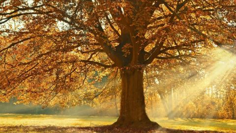 Cette semaine, des records de températures pourraient être battus. (©Pixabay)