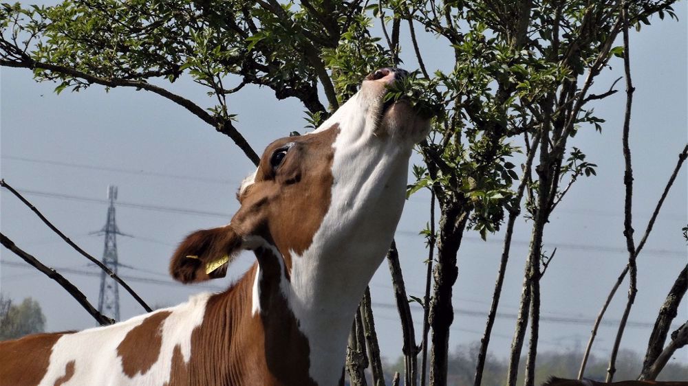 La feuille remplace l'herbe et les vaches en raffolent ! (©Pixabay)