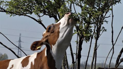 La feuille remplace l'herbe et les vaches en raffolent ! (©Pixabay) La feuille remplace l'herbe et les vaches en raffolent ! (©Pixabay)