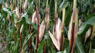 Sur des maïs ayant connu de mauvaises conditions de végétation, l'amidon peut ne représenter que 20 % de la part d'énergie apportée par la plante entière (©Arvalis-Institut du végétal) Sur des maïs ayant connu de mauvaises conditions de végétation, l'amidon peut ne représenter que 20 % de la part d'énergie apportée par la plante entière (©Arvalis-Institut du végétal)