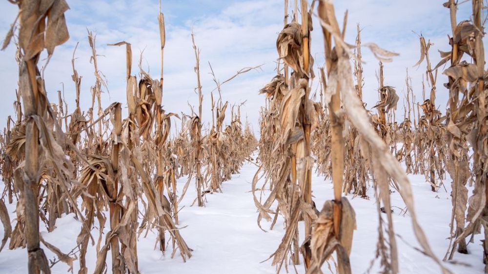 L'arrivée de l'hiver ukrainien devrait contribuer à entamer les prévisions de récoltes de maïs pour la campagne 2022/23. (©AdobeStock)