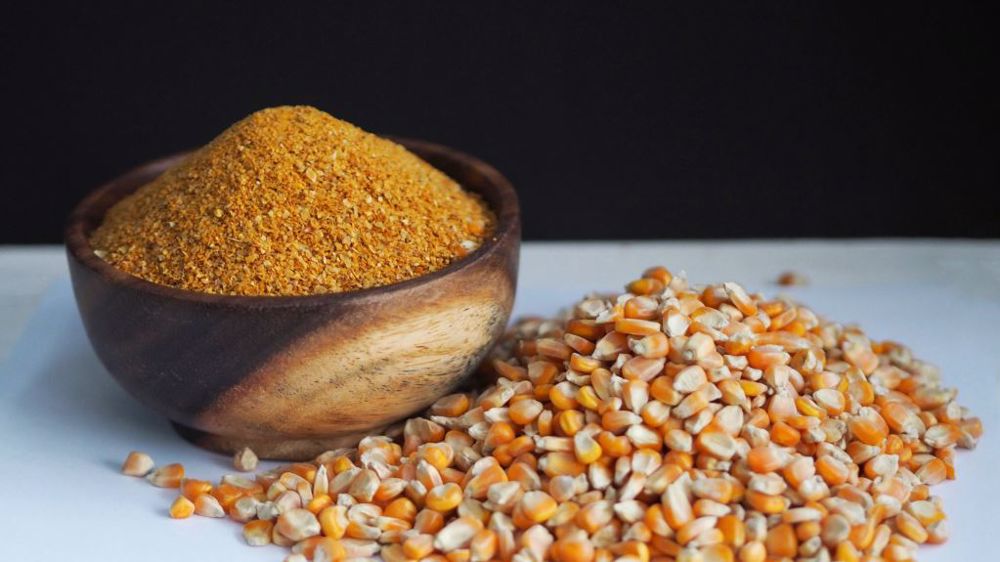 Un boisseau (25,4 kg) de maïs transformé en bioéthanol après broyage à sec permet de produire 7 kg de drêche sèche de distillerie avec solubles, particulièrement valorisée dans la ration des vaches laitières. (©AdobeStock)