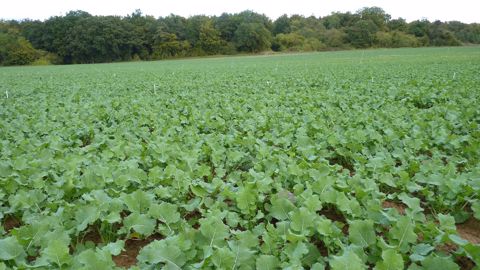 L'heure des tests Berlèse a sonné pour surveiller la présence de larves d'altises dans les parcelles. (©Terre-net Média)