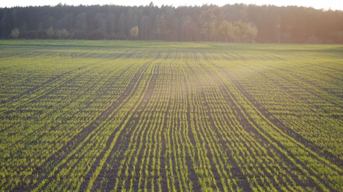Stratégie de désherbage des céréales