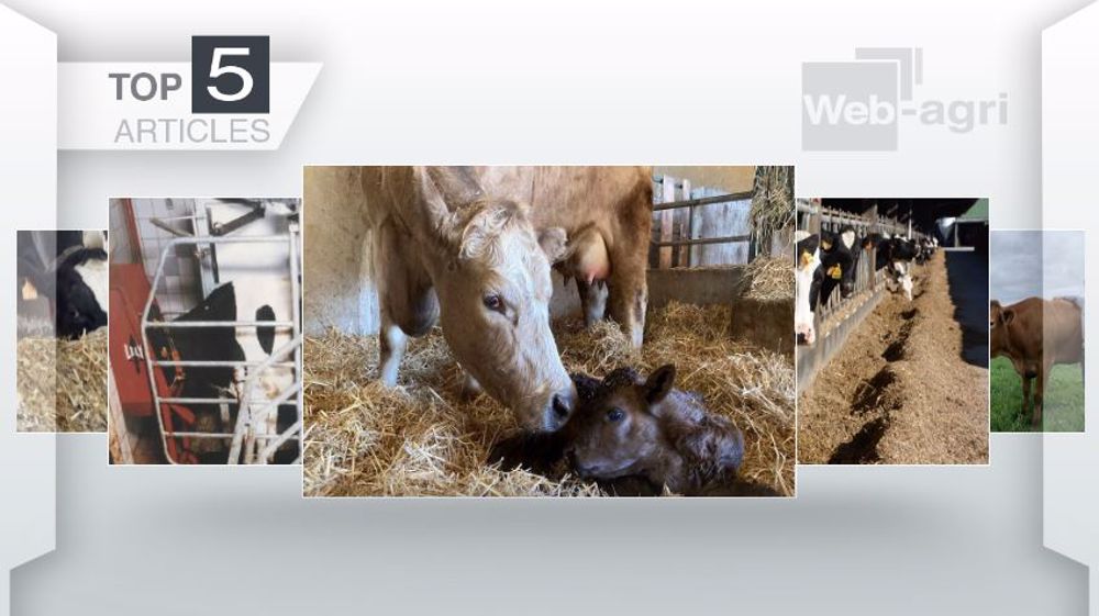 Articles les plus lus sur Web-agri cette semaine. (©Terre-net Média)