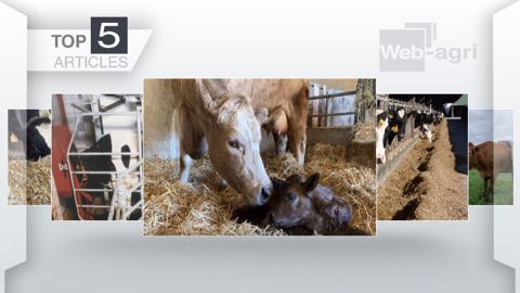 Articles les plus lus sur Web-agri cette semaine. (©Terre-net Média)