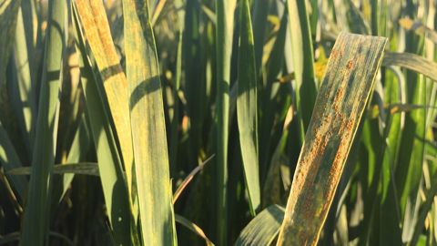 La rouille jaune a été la maladie la plus préjudiciable sur blé tendre en 2022. (©Terre-net Média) La rouille jaune a été la maladie la plus préjudiciable sur blé tendre en 2022. (©Terre-net Média)